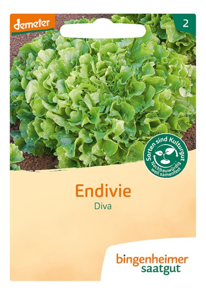 Endivie Diva