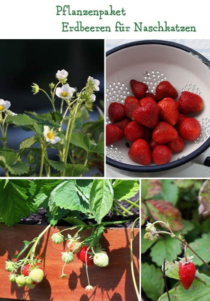 Erdbeeren für Naschfreunde - 6 Pflanzen