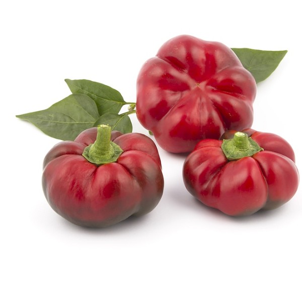 Gemüsepaprika ‘Paradeisfruchtiger Ungarischer’