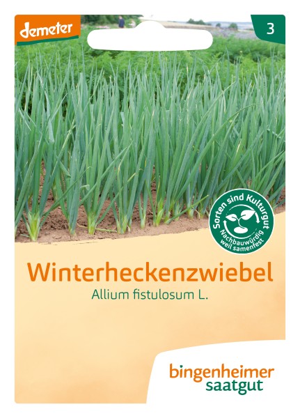 Winterheckenzwiebel