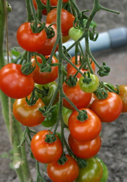 Tomate Cerise (MHD 12/2023)