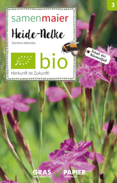 Wildblume Heide-Nelke (MHD 12/2023)