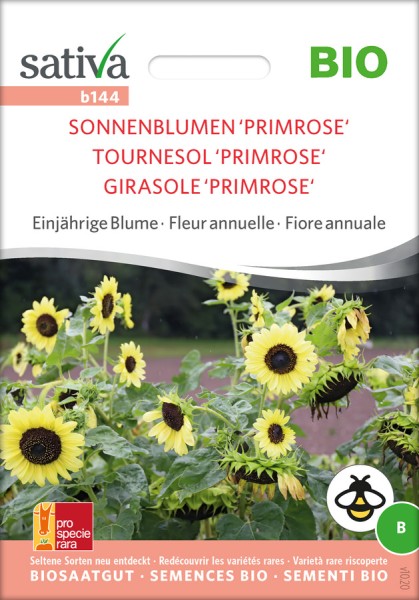 Sonnenblume Primrose