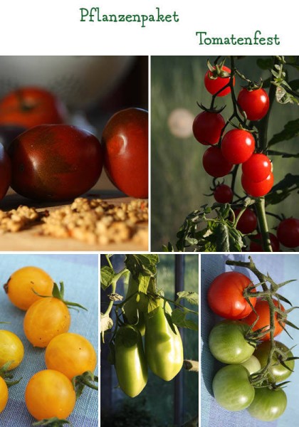 Tomatenfest - 6 Pflanzen