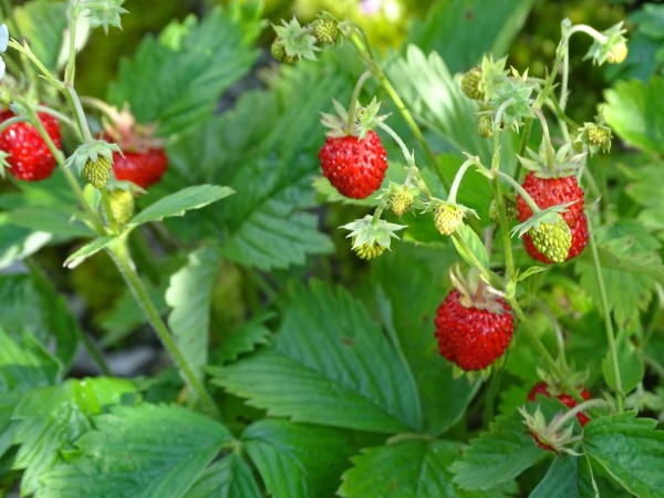 Monatserdbeere Alpine strawberry